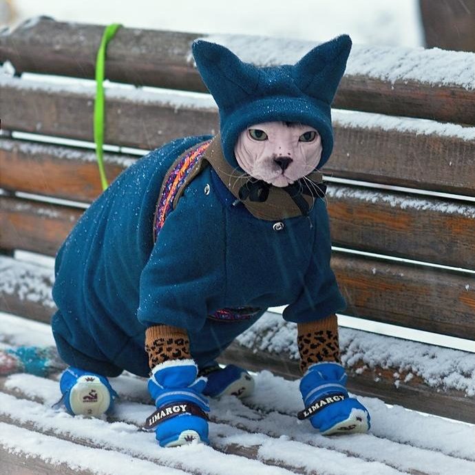 Сфінкс на вулиці зимою