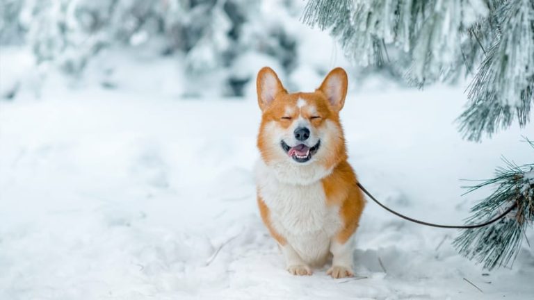 собака