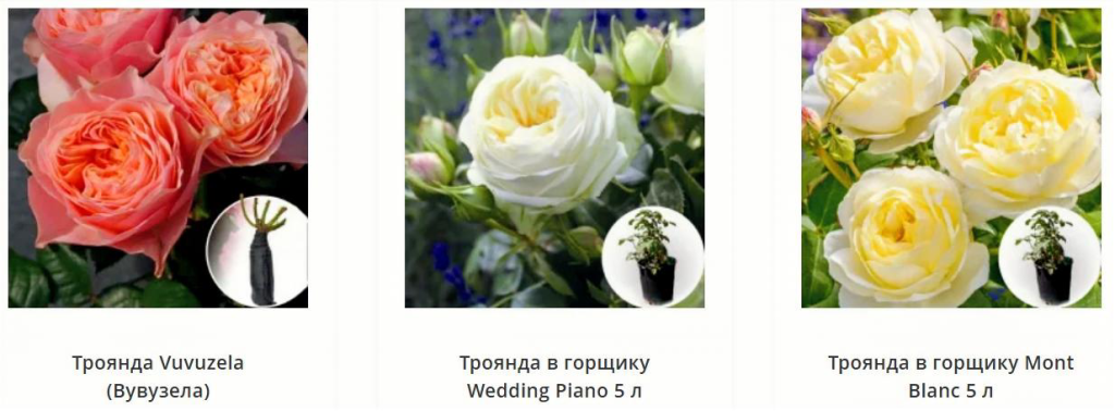 купити саджанці троянд
