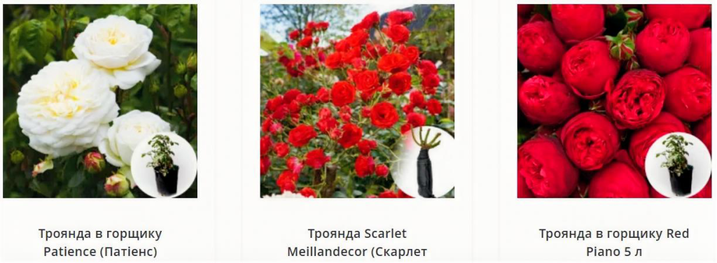 замовити саджанці троянд у Matla Flowers