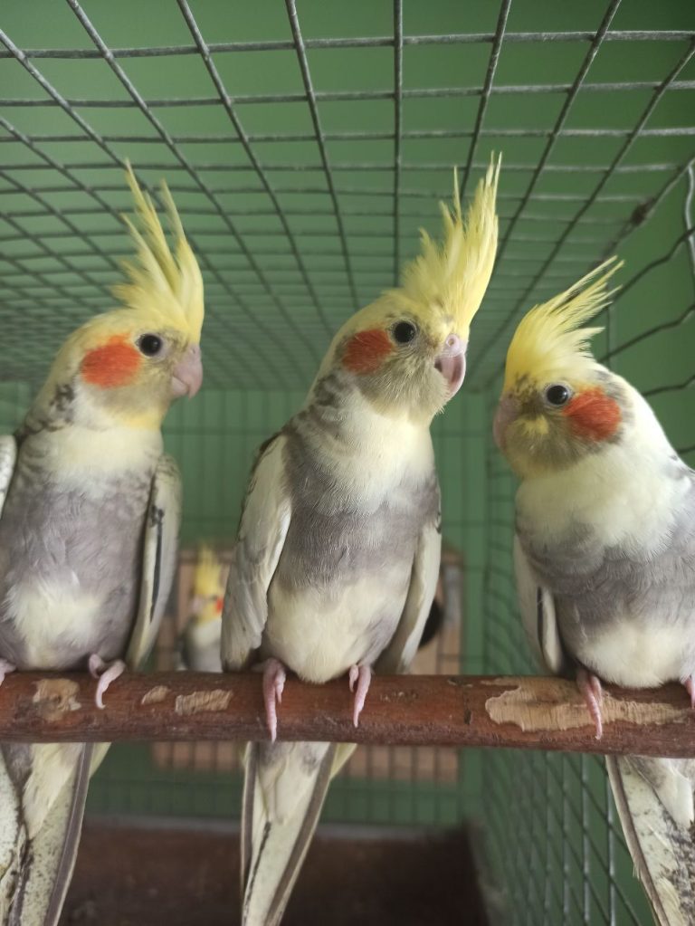 пташенята корели