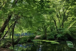 У лісі на Миколаївщині облаштували велодоріжку