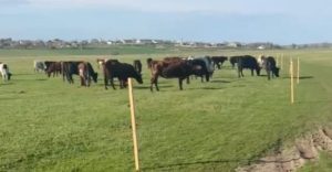 Озеро Сасик: мешканця Одещини притягнуть до відповідальності за незаконне захоплення більше гектара землі