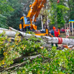 В Одесі через бурю впали дерева та великі гілки
