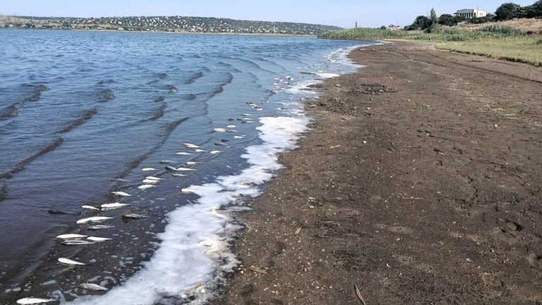 Поблизу двох сіл на Одещині виявили масову загибель піленгаса