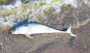 На березі Одещини знову знаходять мертвих дельфінів: море викинуло сім трупів