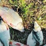 На Одещині затримали браконьєра на Хаджибейському лимані