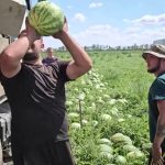 Кавуни з Херсона продавали за 2 гривні за кілограм